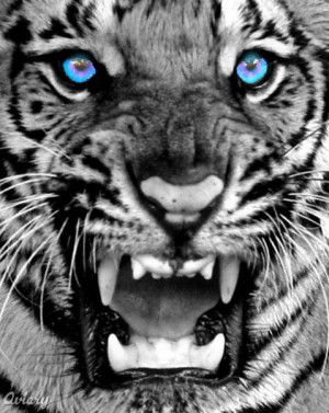 White Tigers With Blue Eyes,tiger, tigers, tiger picture, bengal tiger ...