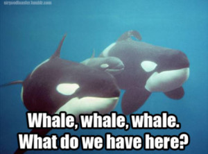 Whale Whale Whale…