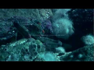 PopScreen - Video Search, Bookmarking and Discovery Engine