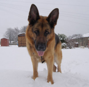 Azeka The German Shepherd...