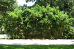 Alphonse Karr Bamboo Growth Rate picture
