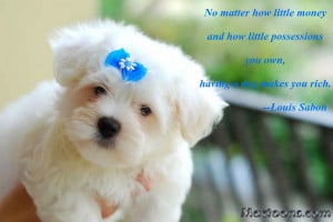 ... Quotes about Dogs: Cute Chow Chow Puppy With Inspirational Dog Quote