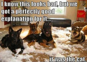 dog hair quotes funny dog quotes pinterest funny dog quotes funny dog ...