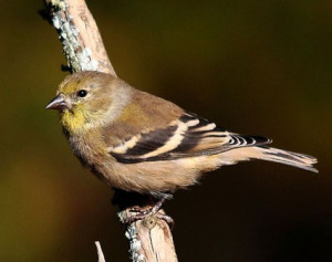 American Goldfinch Identification All About Birds