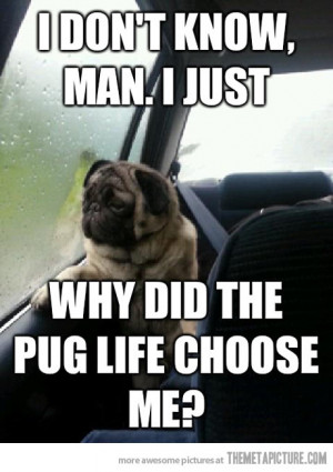 ... http://themetapicture.com/introspective-pug-questions-his-existence