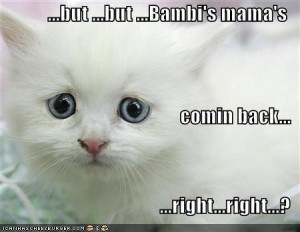 Cute Kittens Funny kitahs..... LoL