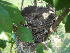 Yes...the robin's nest in our plum tree had 3 little blue eggs in it ...