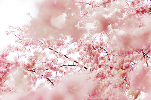 asian, beautiful, cherry, cherry blossom, cute, japanese, pink, pretty ...