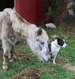 Seeing Eye Dog What Red And