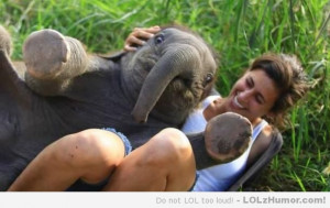Funny Memes A baby elephant sat on my friend.