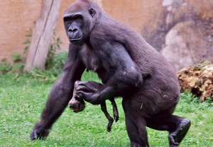 Gorilla mother Gana carries her dead baby at the zoo in Muenster ...