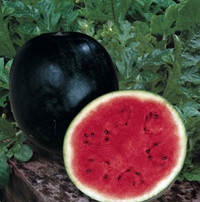 Watermelon Baby Carraige