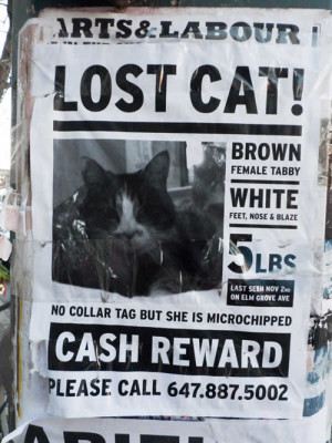 Lost cat in Parkdale