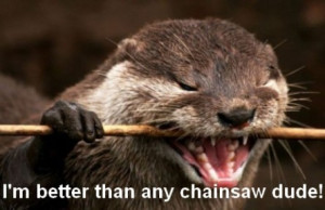funny otter picture funny otter picture