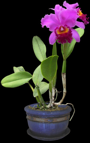 Render Fleur Plantes Orchidée Violet - Nature - Autres/Inconnu - PNG