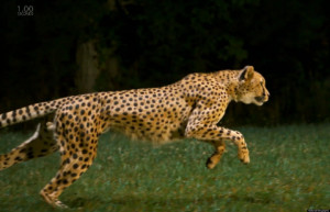 Cheetahs Running Full Speed...