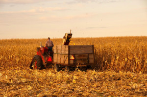 corn was harvested by hand the first mechanical corn harvester was ...