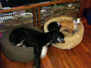 Funny Robot Fruit...