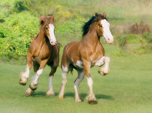 Re: Sunndale ridge stables- New and accepting- Horse/Human R