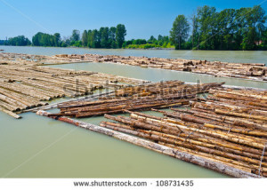 stock-photo-raw-logs-floating-down-the-river-floating-boom-ready-to-be ...