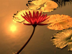 Patience is waiting. Not passively waiting. That is laziness. But to ...