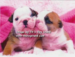 Happy Birthday Cute Dog