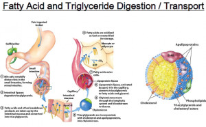 Fat Digestion and Absorption