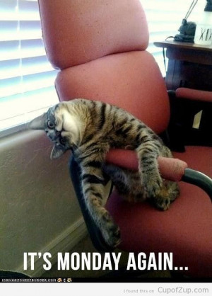 monday-cat