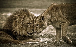 Lions in Love by mattboggs