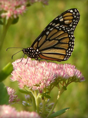 Monarch Butterfly Close Jrpec
