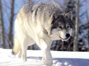 The Wolf Wildlife Interesting Facts & Photos