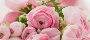 About: Facebook cover with picture of lovely pink rose