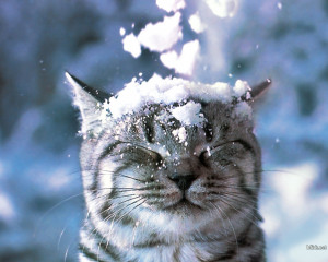 Cats Cat in the Snow Wallpaper