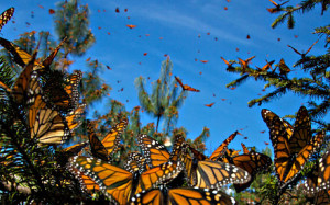 Taking flight: Monarch butterflies gather in central Mexico