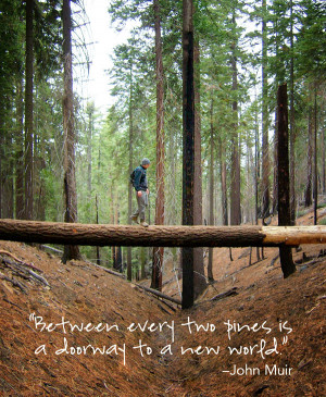 Mariposa Grove, Yosemite National Park, California (photo by Lara ...