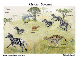 African Savanna Animals and Plants