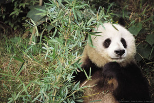 Cute Panda Bear Wallpapers