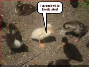 Funny Duck pictures