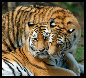 Tigers In Love uploaded by Eva86 on Sunday, December 14, 2008