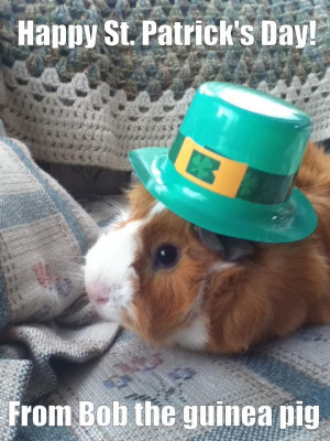 St.-Patricks-Day-guinea-pig.jpg