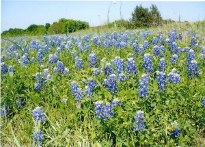 Photos - Bluebonnets Fields and other Texas Wildflowers in the Spring