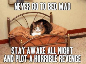 Funny cat – Never go to bed mad