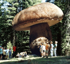 There is a giant mushroom in Oregon that is over 2,400 years old ...