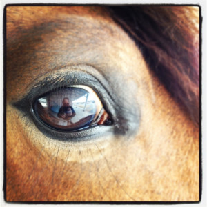 These are the quotes about horses and cowgirls horsemoms orse Pictures