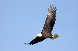 Adult Bald Eagle (haliaeetus leucocephalus) in flight against a blue ...
