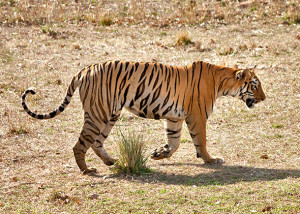 Bengal Tiger Poaching