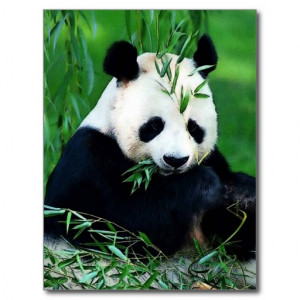 Save Pandas Panda Pop Art...