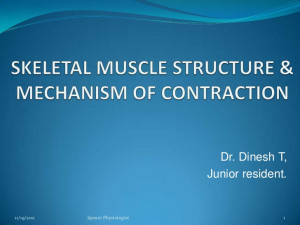 Skeletal muscle structure & function