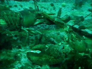 Atlantic Ocean Sea Animals