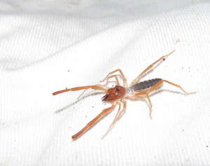 Camel Spider Arizona